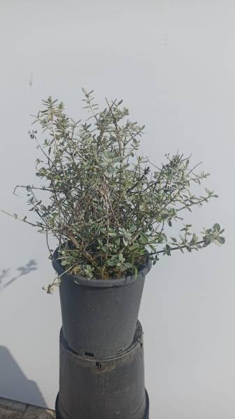 Zeytin çalısı